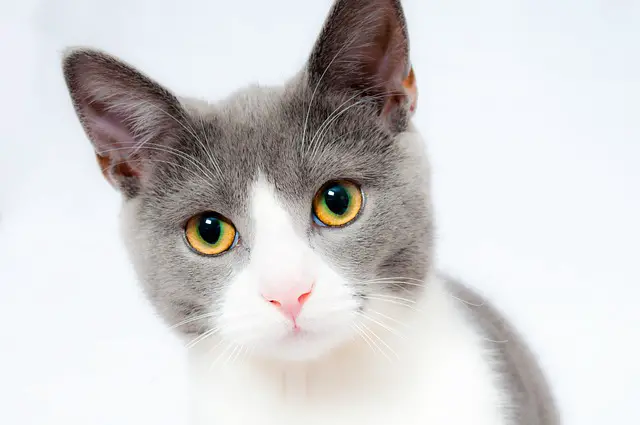 How Cats Think Without Language: Understanding Feline Cognition