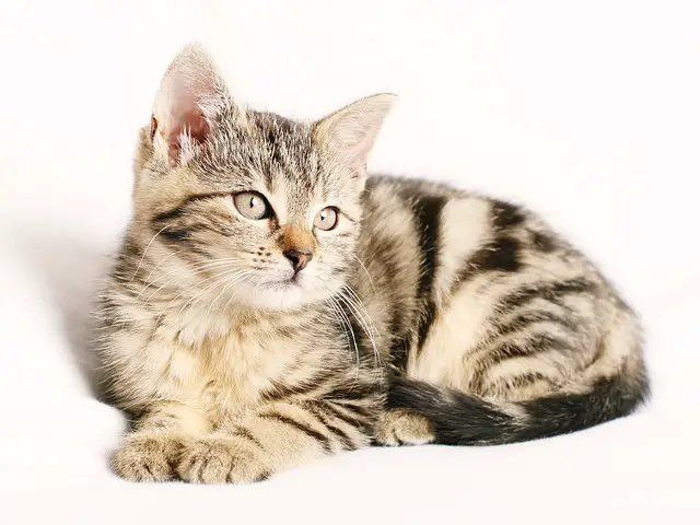 Cat Color Meanings Spiritual: Understanding the Symbolism Behind Your Feline’s Coat