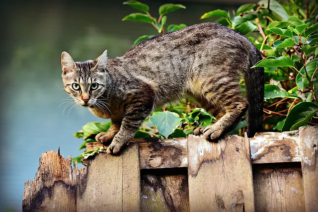 What Do Cats Think About When They Just Sit There? Exploring Feline Behavior and Mental Processes.