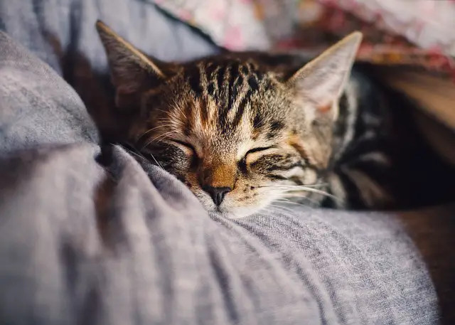 Decoding the Spiritual Meaning of a Cat Sleeping Above Your Head