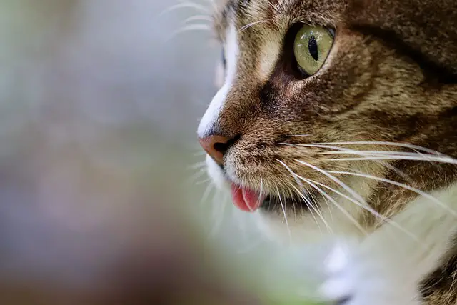 Tabby Cat Spiritual Meaning: What Does It Symbolize?