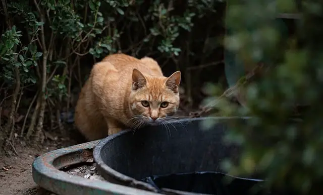 Feral Cats: Willingly Entering Human Homes?
