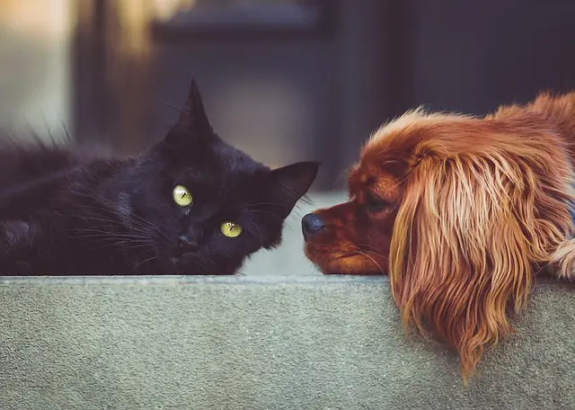 What Do Cats Think About Dogs? Insights From Feline Behavior Experts