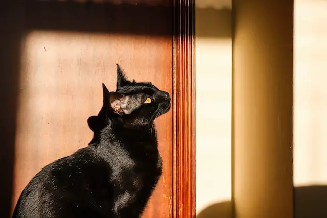 Are Bombay Cats Friendly? Here’s What You Need to Know