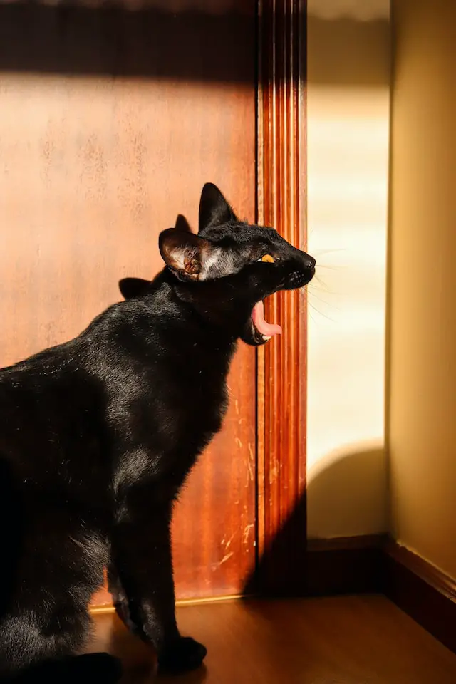 Why Are Bombay Cats So Mean? Understanding Their Personality Traits