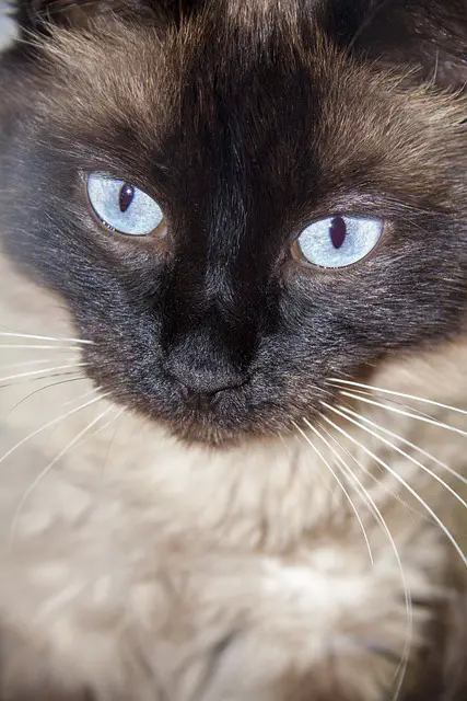 Do Balinese Cats Have Dander? Exploring the Hypoallergenic Qualities of Balinese Cats