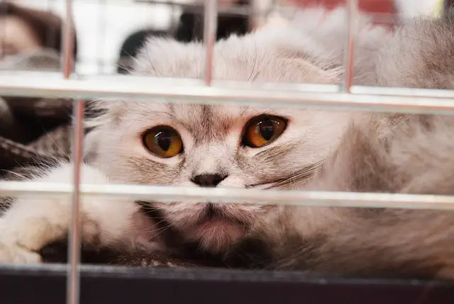 Do Abandoned Cats Get Really Sad? Understanding Feline Emotions and Behavior