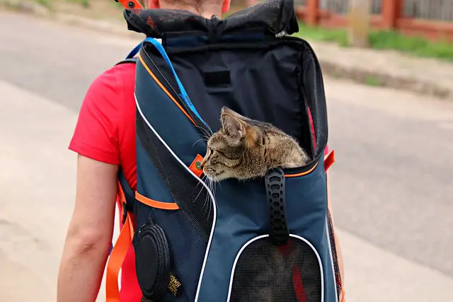 Can I Take My Cat Places with Me? A Guide to Traveling with Your Feline Friend