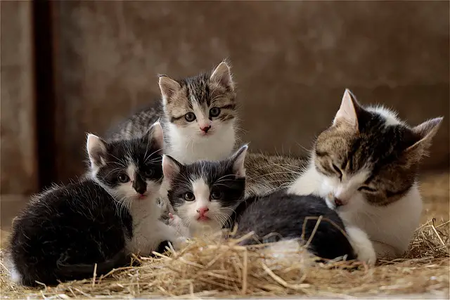 Do Cats Recognize Their Kittens When They Grow Up? A Look at Feline Recognition Abilities