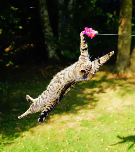How Do Cats Jump So High? Understanding the Feline Anatomy and Physics Behind Their Impressive Leaps