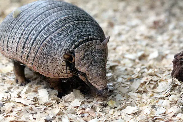 Do Cats Keep Armadillos Away? The Truth About Feline Predators and Armadillo Control