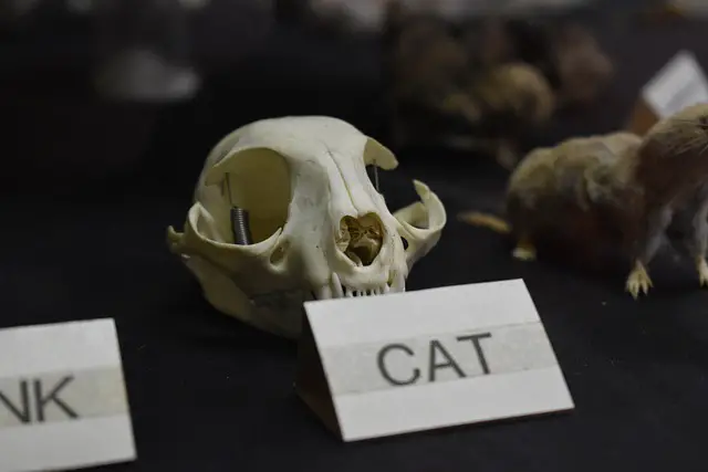 How Strong Are Cat Skulls? A Closer Look at Feline Cranial Anatomy