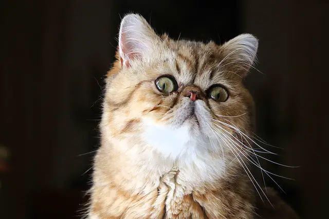 Are Exotic Shorthair Cats Friendly? Expert Insights on Their Temperament
