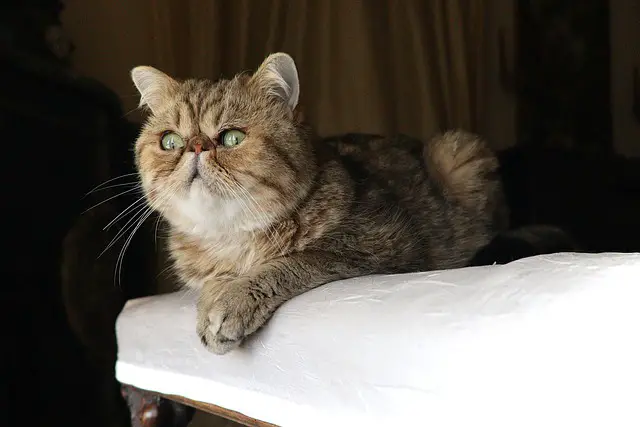 When Do Exotic Shorthair Cats Stop Growing?