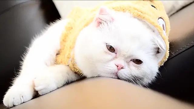 Do Exotic Shorthair Cats Scratch Furniture? Here’s What You Need to Know