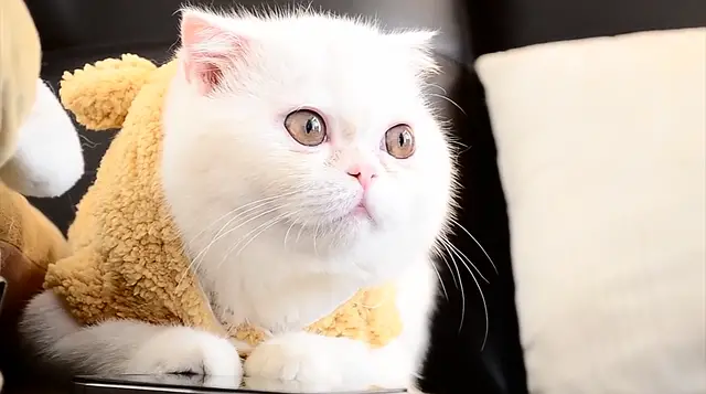 Where Do Exotic Shorthair Cats Come From: A Brief History