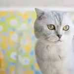 Why Are Scottish Fold Cats Expensive: Understanding the Factors Behind the Price Tag