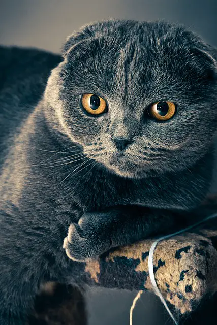 Are Scottish Fold Cats Ethical Pets? You Will Be Surprised