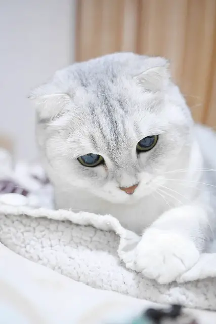 The Sleeping Habits of Scottish Fold Cats: Exploring their Love for Naps”