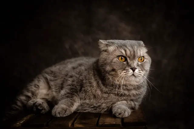 Are Scottish Fold Cats Vocal? Exploring Their Communication Habits