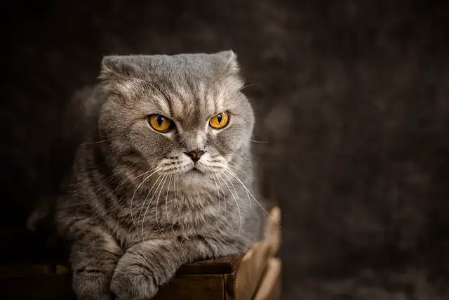 Are Scottish Fold Cats Smart? A Clear Answer