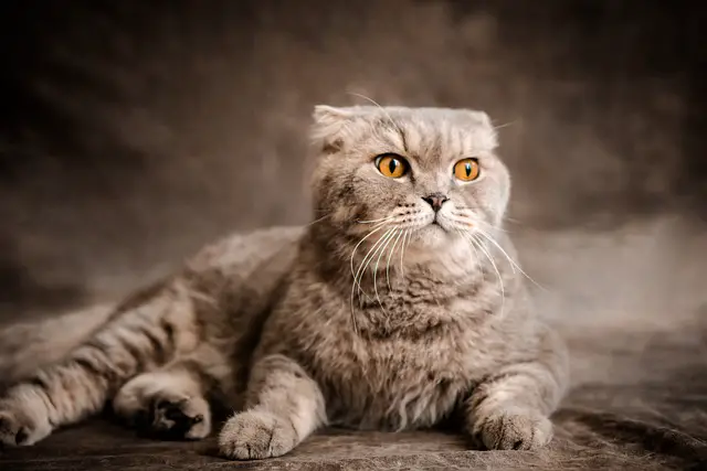 Are Scottish Fold Cats in Pain? Exploring the Controversy