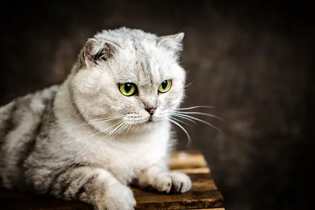 Are Scottish Fold Cats Cuddly? Exploring the Temperament of this Popular Breed