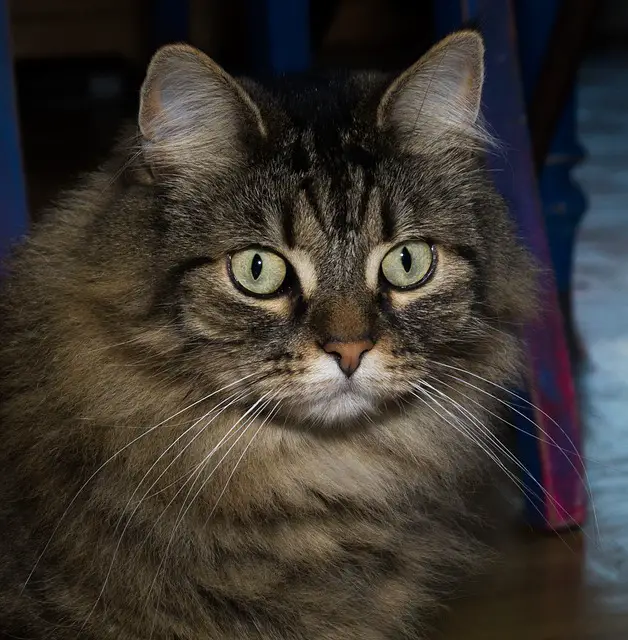 Are Norwegian Forest Cats Vocal? A Look at Their Communication Habits