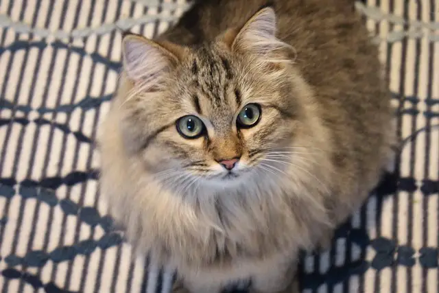 Is a Norwegian Forest Cat a Good Pet? Pros and Cons to Consider