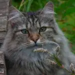 Why Is My Norwegian Forest Cat Small? Understanding the Factors That Affect Your Cat’s Size
