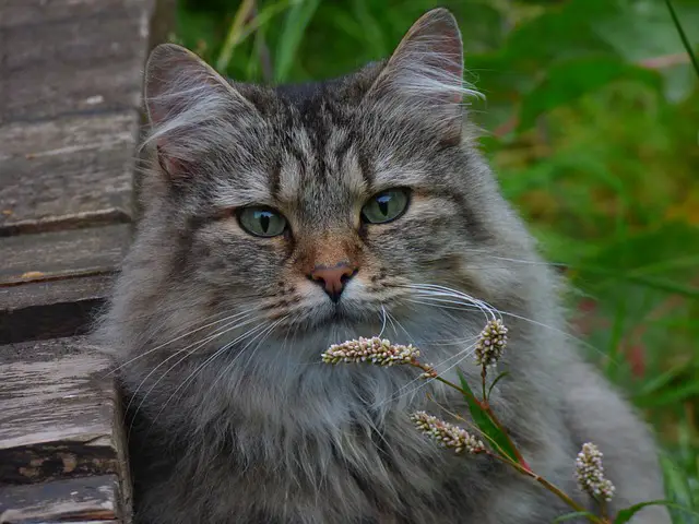 Why Is My Norwegian Forest Cat Small? Understanding the Factors That Affect Your Cat’s Size